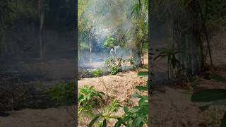 🔥பற்றி எரியும் மூங்கில் காடு | Bamboo forest on🔥fire | #bamboo #nature #fire #tamil #shorts #viral