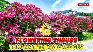 TOP 6 SHRUBS FOR LOW-MAINTENANCE HEDGES 🌱🏡🌷 | GARDENING MADE EASY!