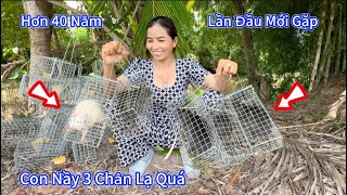 Vợ Khmer Thăm Bẫy Gặp Con Nầy HOẢNG HỒN Rung Người.Wife Visits Trap In PANIC, Her Whole Body Shakes