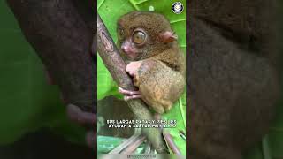 Tarsero 🐒 El Aterrador Primate Carnívoro | 1 Minuto Animal