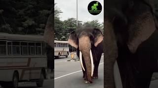 Sinha Raja🐘👑|Lije & Subscribe #sinharaja #tusker #kandy #like #subscribe #lokibeasts