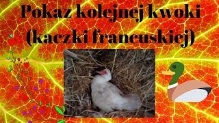 Kaczkowo I #4 / Kwokowo #7 - Pokaz kolejnej kwoki ( kaczki francuskiej)