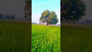 jashan e Baharaan in a village #shorts#ytshorts#travel