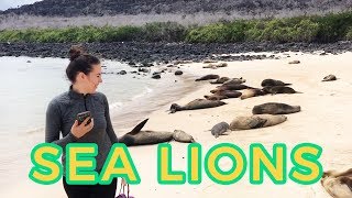 Santa Fe Island & Sea Lions: Galápagos Part 2