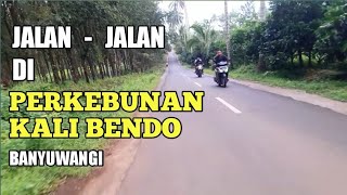 Perkebunan Kali Bendo || Glagah | Banyuwangi