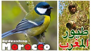 طيور المغرب Great tit .قرقف كبير. Maroc .وثائقي طيور mèsange  البرية والحياة البرية في المغرب..