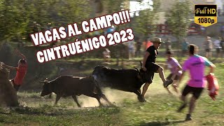 VACAS AL CAMPO!!! Cintruénigo (7-10-23)