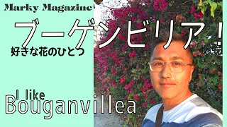 好きな花のひとつブーゲンビリア！I like Bougainvillea.