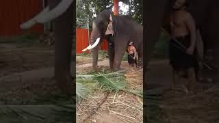 Kerala Elephant and trainer