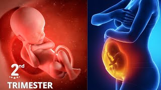 Pregnancy :The second trimester👶3D Animated 👼 Pregnancy symptoms