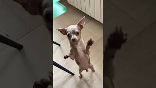 🐶собака Чихуахуа, dog chihuahua