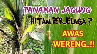 Awas Serangan Wereng Jagung..