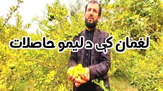 د لیمو ګټې او حاصلات.Benefits and yields of lemons.