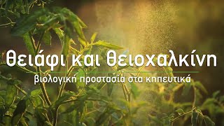 🍀 Θειάφι και Θειοχαλκίνη: Βιολογική Προστασία στα Κηπευτικά - Τα Μυστικά του Κήπου