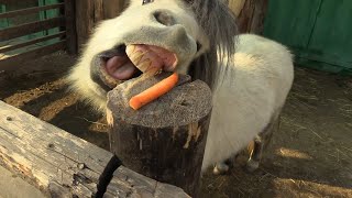 Animals in the rehabilitation zoo. Kyrgyzstan. Bishkek. Животные в реабилитационном зоопарке. Бишкек