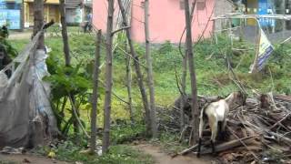 goats are in the village road