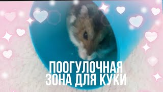 Игровая зона для Куки 🌸 | Play area for cookies🐹 | Хомкины будни ❤