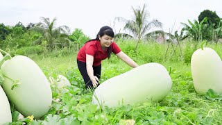 How to Harvest Honeydew melon, Goes To The Market Sell - Harvesting and Cooking | Tieu Vy Daily Life