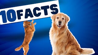 10 Amazing Facts About Dogs