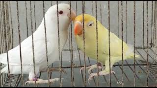 Albino Creemno#lovebirds #shorts #video #viral #shortsvideoviral