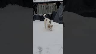 3 month old shepsky playing on the snow and ice