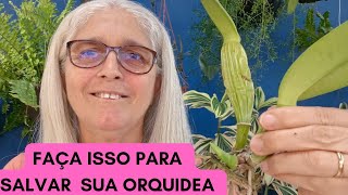 🟣 SUA ORQUIDEA ESTÁ  COM  FUNGOS? FAÇA  ISSO E ELA NÃO  VAI MORRER