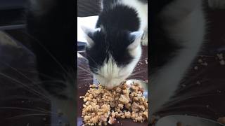 Katzen Köstlichkeiten | Der Bohnensterzbeutezug 😹lustige Katzenvideos 😻 #shorts #cats