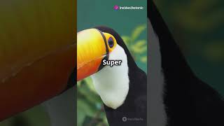 The COOLEST Bird You've Never Heard Of! 🦜#Animals #Birds #Wildlife #Nature #Facts #tocotoucan