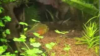 Apistogramma hongsloi.wmv