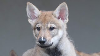 PROPRETÉ DU CHIOT À LA MAISON / LE CHIOT PRIMITIF SELON L'ACADEMIE DES CHIENS