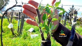 تطعيم شجرة التفاح بالشق وبالقلم اللحائي من البداية حتى النهاية