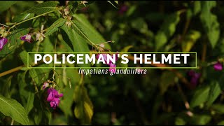 Policeman's Helmet