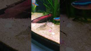 Shrimp and Neon tetras Beauty #shorts