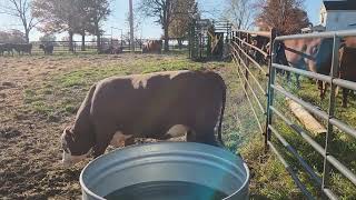 Meeting of the new herd mates