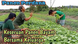 Rutinitas hidup di desa, panen bayam di kebun bersama keluarga