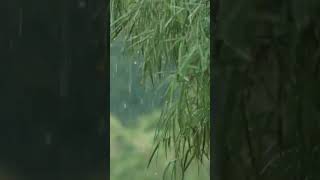 Rain Sounds | The sound of rain on the bamboo leaves #shorts #shortsvideo #rain #hujan