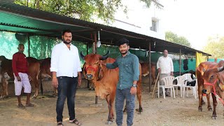 35 हजारात गीर गाय पहा एवढ्या स्वस्त कुठे मिळतात | Gir Cow Farming Maharashtra @GREATMAHARASHTRA