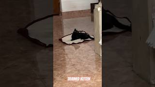 Trained cute  kitten random video#When cute kittens are trained# funny cat video#viral and trending#