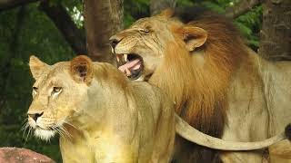 Lion and lioness fun together