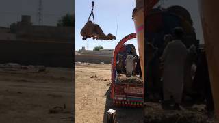 Camels loading hardwork and amazing #camel #youtubeshorts #youtubevideos #youtube #animals #shorts