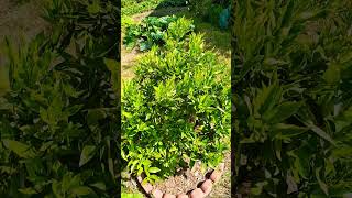 Clementine Mandarin is Bearing Tons of  Baby Fruits | Citrus Tree Blooming | Mandarin Tree Care Tips