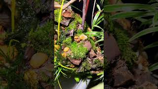 Incredible DIY Patio Mini Pond with Stone Waterfall-watch the full build video!