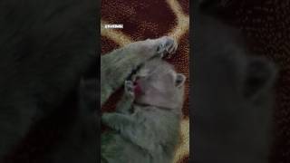 Yok Böyle Tatlılık 😻#shorts #short #cat #akış #kitten #keşfet #kediler #pişik #shortvideo #fyp #fy