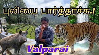 Tiger in Valparai #trendingvideo #valparai #travel #worldcup #warzone #nature #hills #india#trending