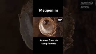 Meliponini  | Entre as menores do planeta