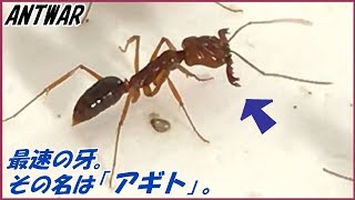 蟻戦争Ⅲ＃118 生物界最速の牙を持つアギトアリ【新蟻導入】  編～Ants with the fastest fangs