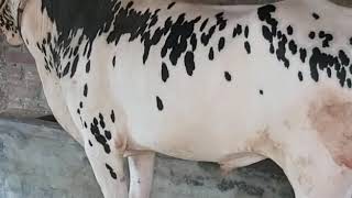 Beautiful Bull For sale in rawalpindi