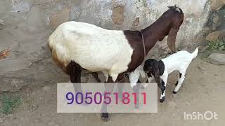 Totapari#bakramandi #totapuribakri #viral #bakra#bitalbakri #