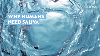 Dr Nick explains the real purpose of saliva