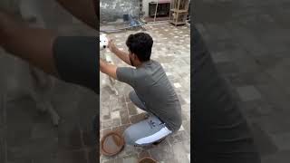 samad nai Oreo ki breaks fail krdi |SW Pet House#shorts